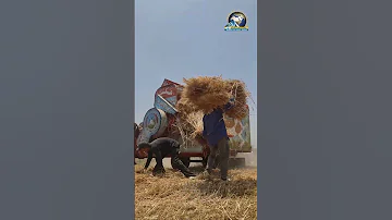 أ ش أ| الحقول الزراعية تشهد انطلاق موسم حصاد القمح